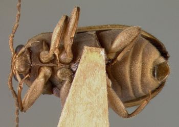 Media type: image;   Entomology 21785 Aspect: habitus ventral view